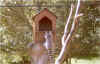 animal12.jpg (144168 octets)