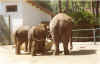 animal13.jpg (101241 octets)