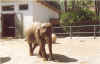 animal14.jpg (100310 octets)