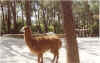 animal15.jpg (126459 octets)