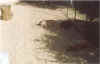 animal16.jpg (77027 octets)