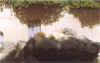 animal17.jpg (88278 octets)