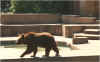 animal18.jpg (71762 octets)