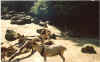 animal21.jpg (109770 octets)