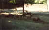 animal22.jpg (93110 octets)