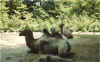 animal23.jpg (145908 octets)