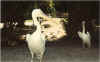 animal25.jpg (101700 octets)