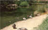 animal27.jpg (112409 octets)