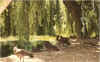 animal29.jpg (153209 octets)