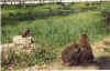 animal2.jpg (165038 octets)