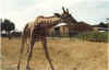 animal4.jpg (111271 octets)