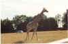 animal5.jpg (81228 octets)