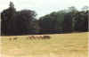 animal6.jpg (104173 octets)