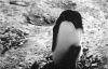wpe64611.gif (144180 octets)