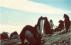 wpe18733.gif (77050 octets)