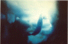 wpe81252.gif (91693 octets)